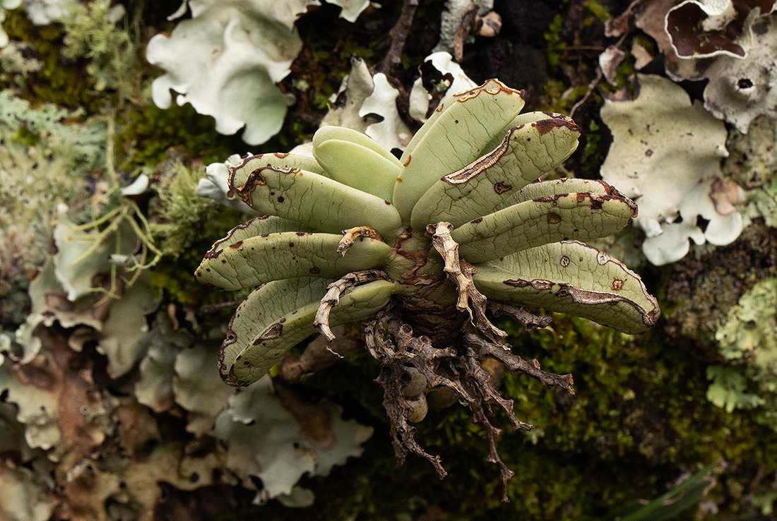 Cyrtorchis crassifolia Cyrtorchis crassifolia