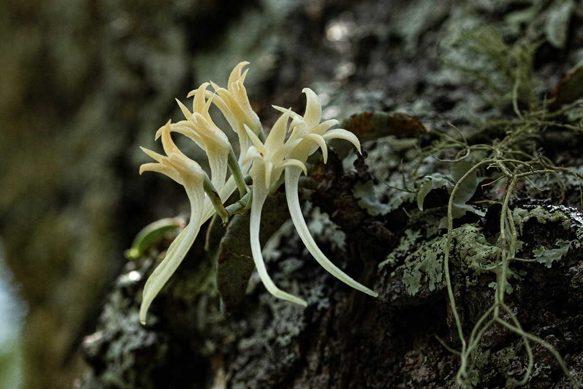 Cyrtorchis crassifolia Cyrtorchis crassifolia