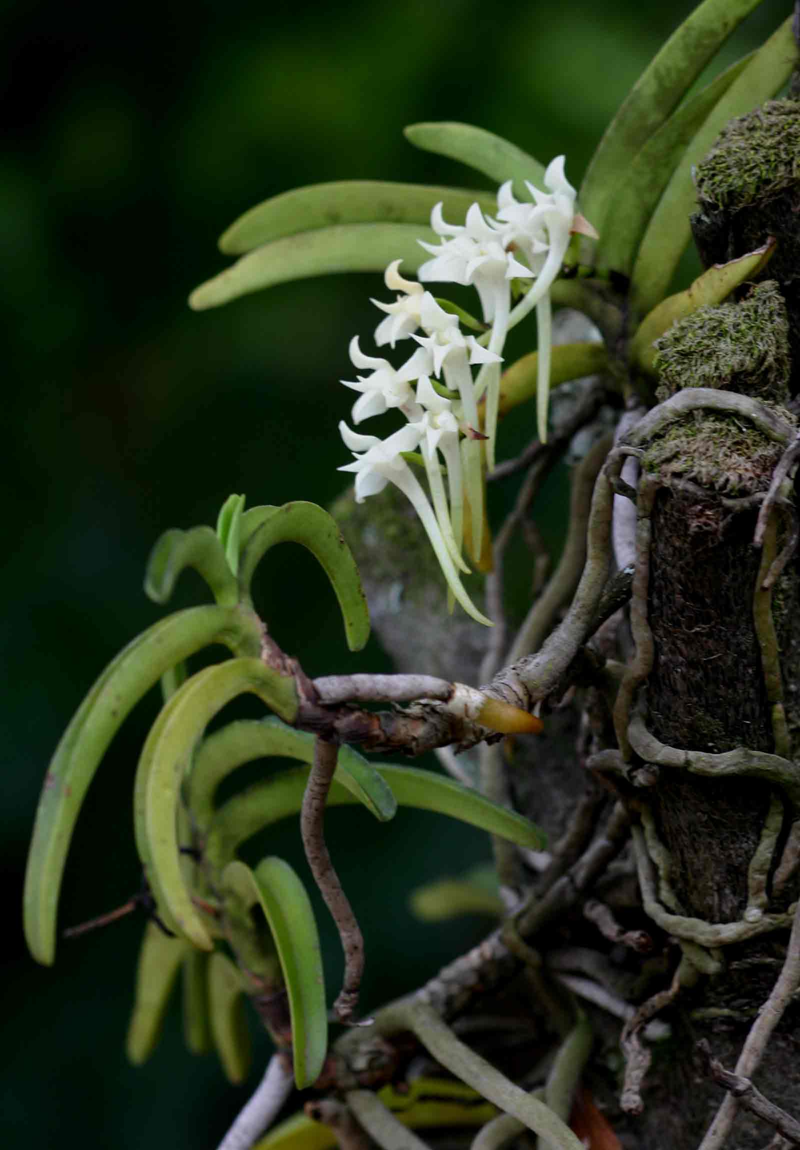 Cyrtorchis praetermissa subsp. praetermissa