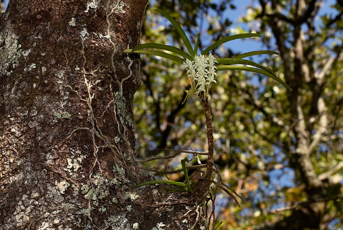 Cyrtorchis praetermissa subsp. praetermissa Cyrtorchis praetermissa subsp. praetermissa