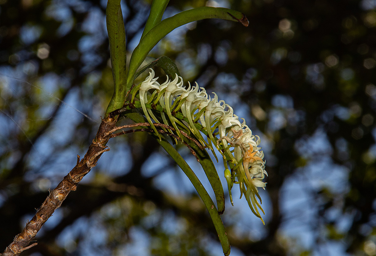 Cyrtorchis praetermissa subsp. praetermissa Cyrtorchis praetermissa subsp. praetermissa