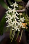 Cyrtorchis praetermissa subsp. praetermissa