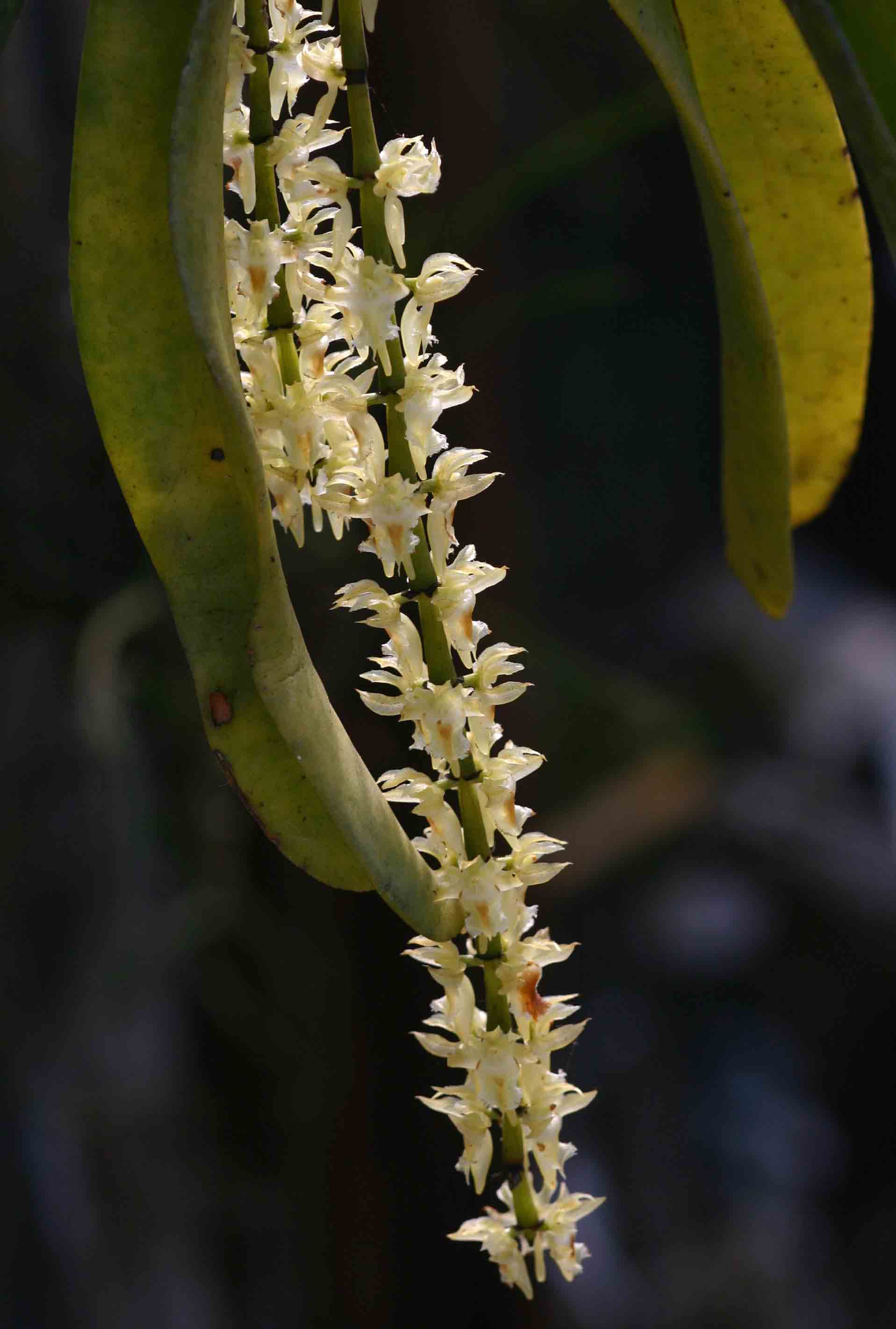 Diaphananthe fragrantissima Diaphananthe fragrantissima