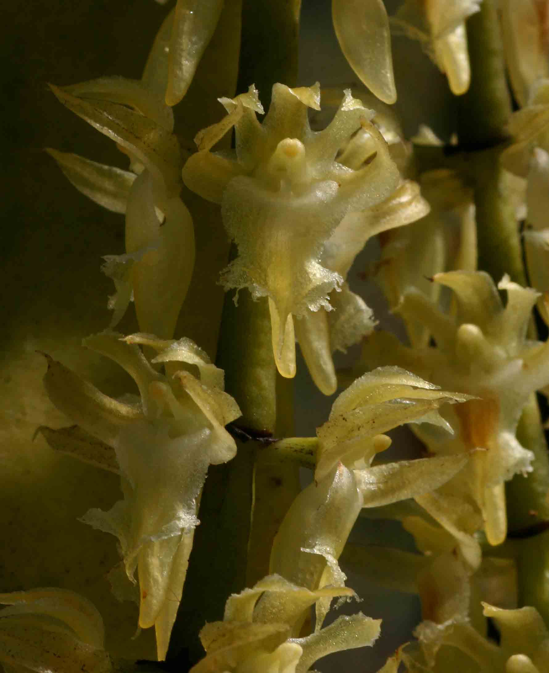 Diaphananthe fragrantissima Diaphananthe fragrantissima