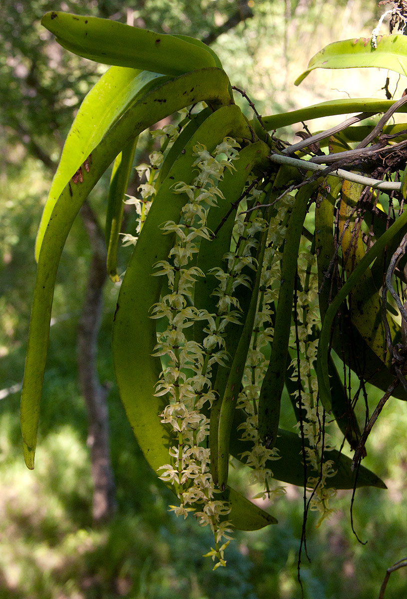 Diaphananthe fragrantissima Diaphananthe fragrantissima