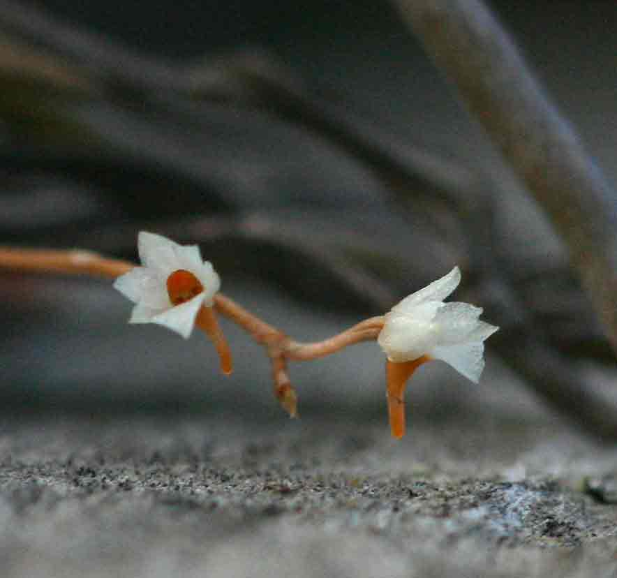 Microcoelia globulosa Microcoelia globulosa