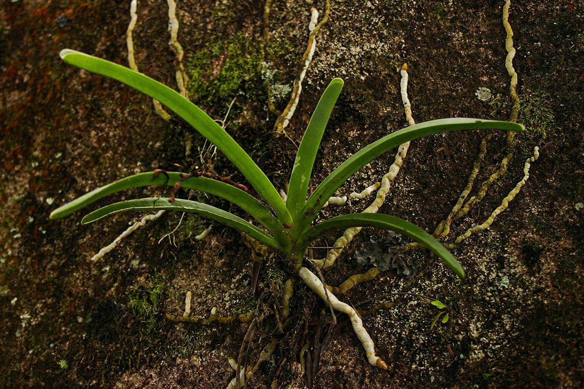 Rangaeris muscicola Rangaeris muscicola