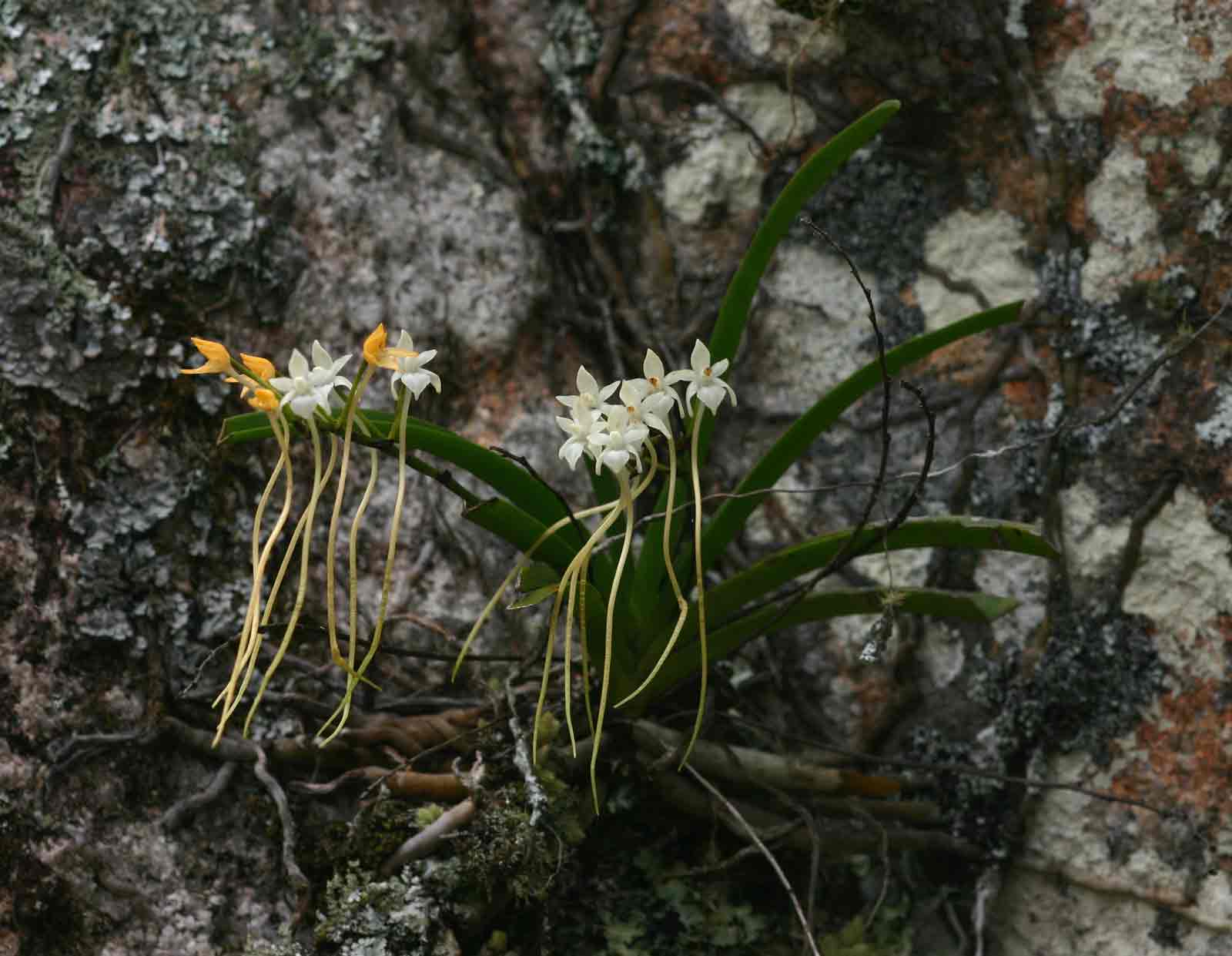 Rangaeris muscicola Rangaeris muscicola