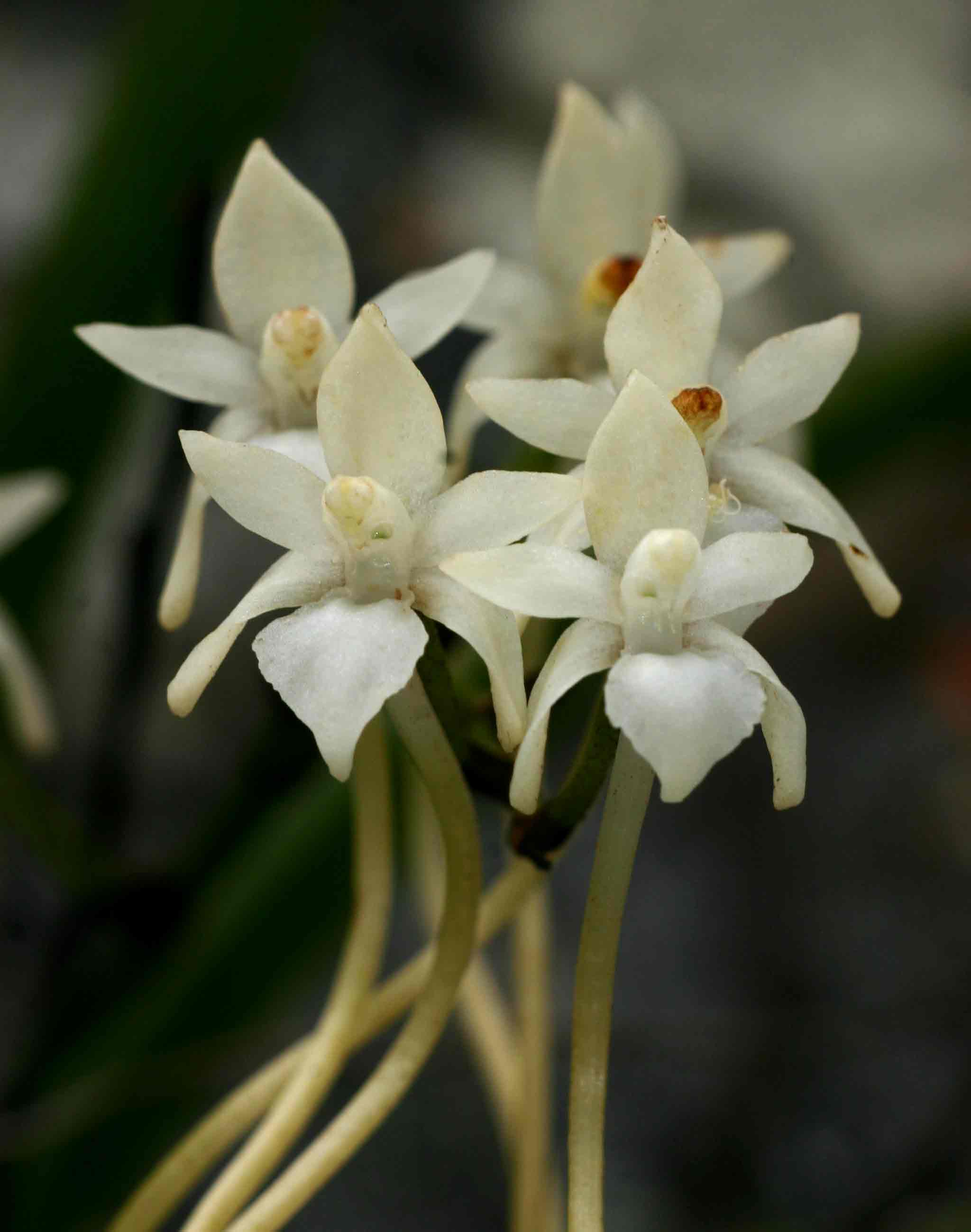 Rangaeris muscicola Rangaeris muscicola