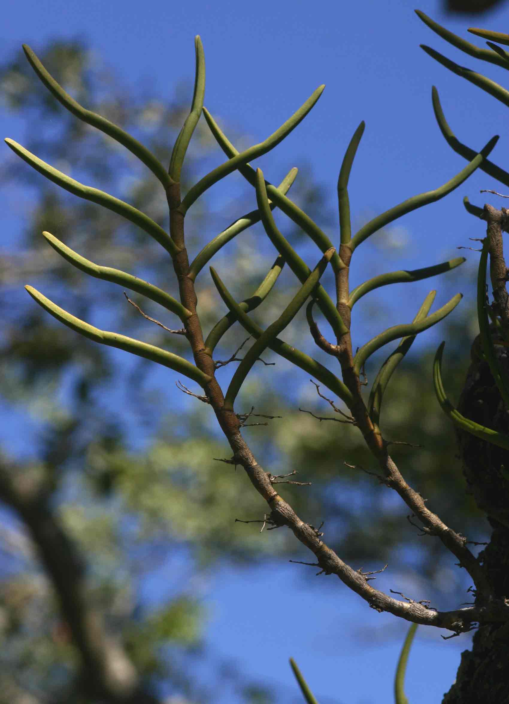 Tridactyle tridentata Tridactyle tridentata