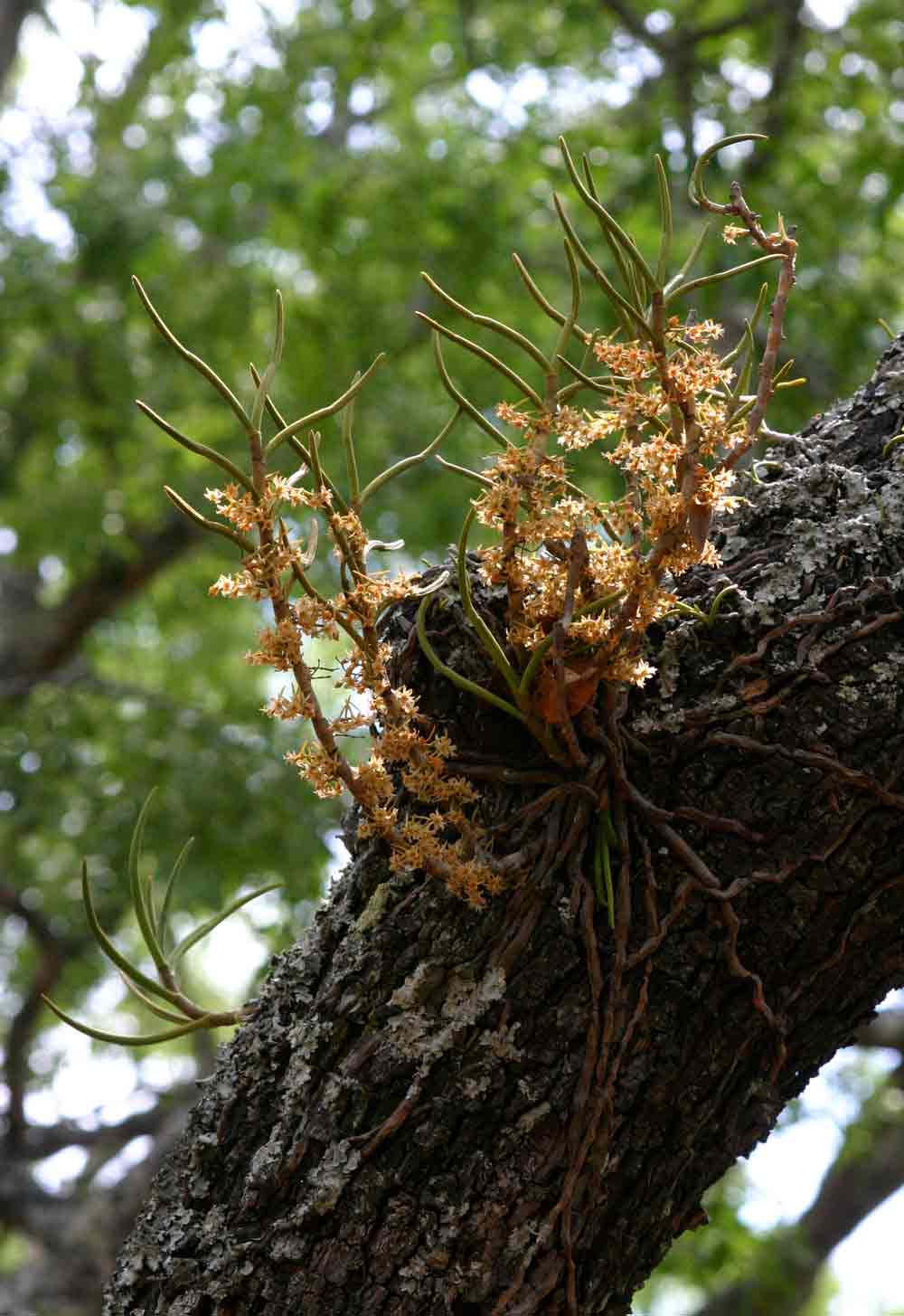 Tridactyle tridentata Tridactyle tridentata