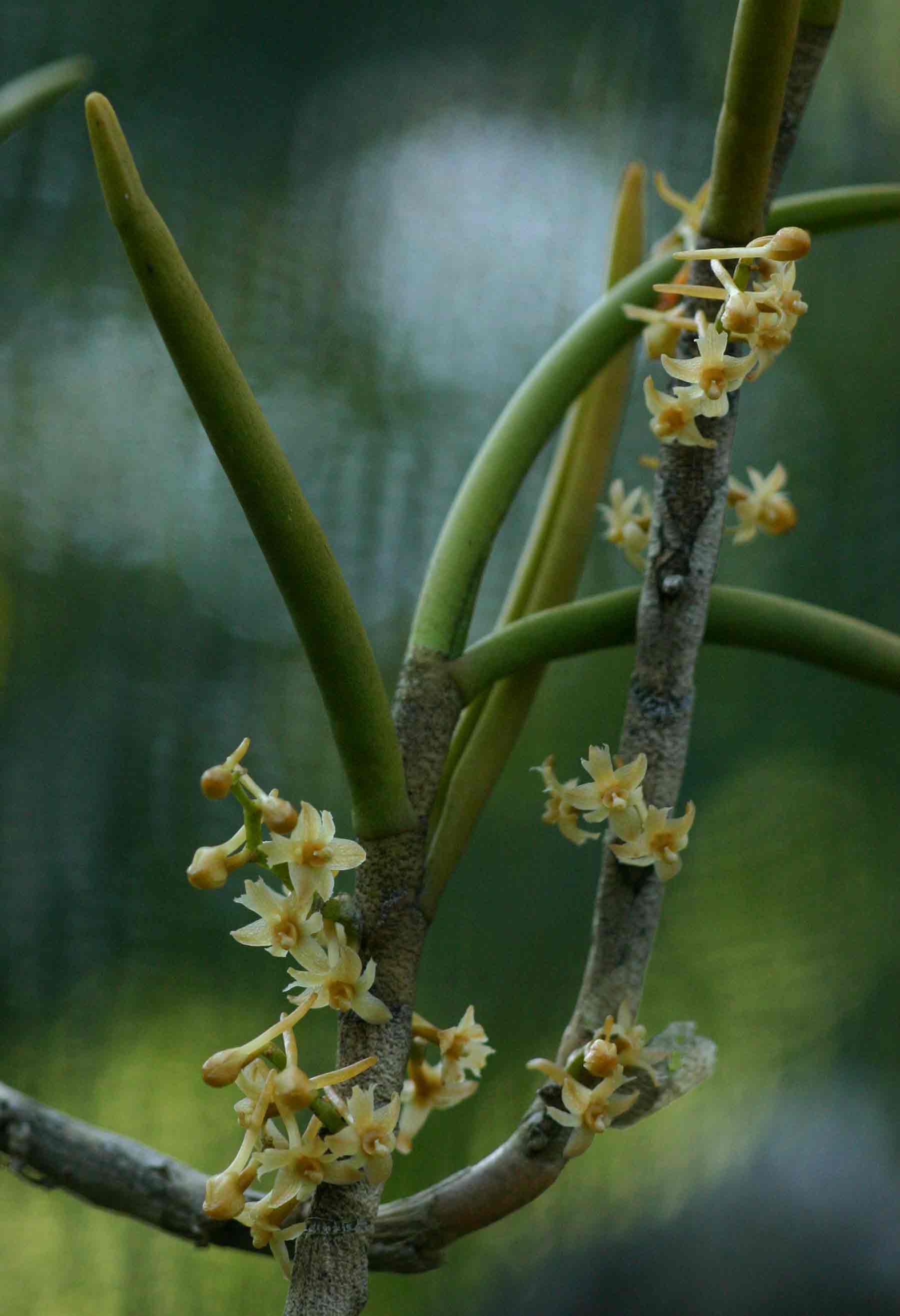 Tridactyle tridentata Tridactyle tridentata