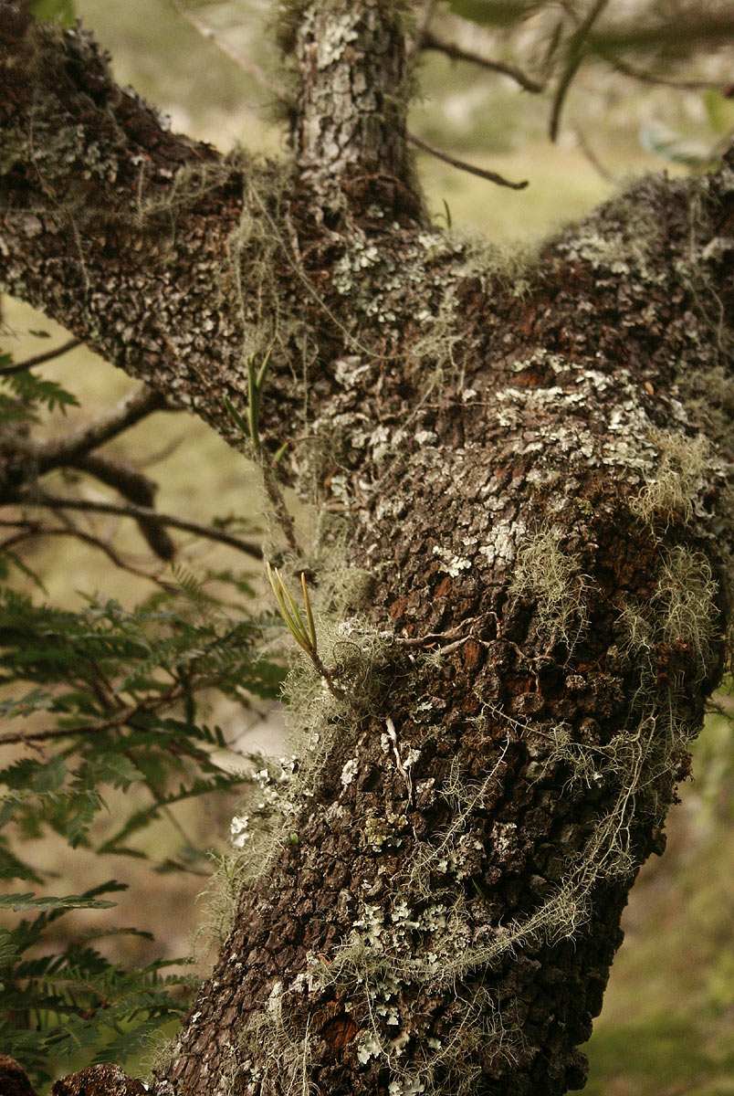 Tridactyle tridentata Tridactyle tridentata