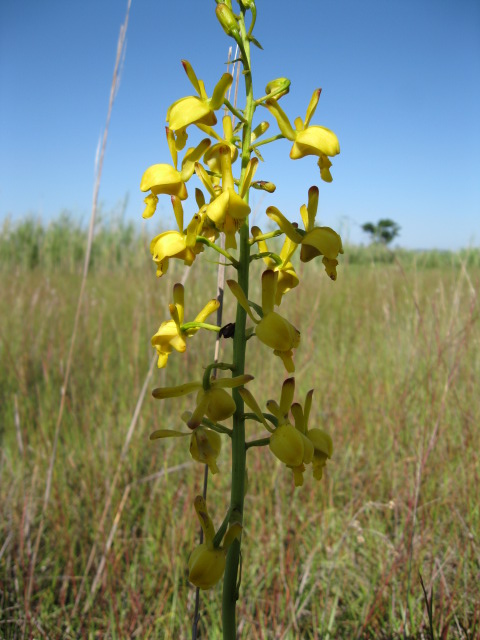 Eulophia angolensis Eulophia angolensis