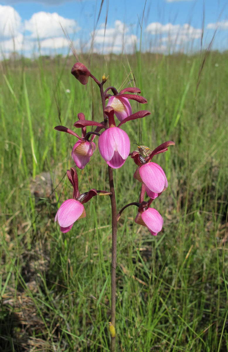 Eulophia coeloglossa Eulophia coeloglossa