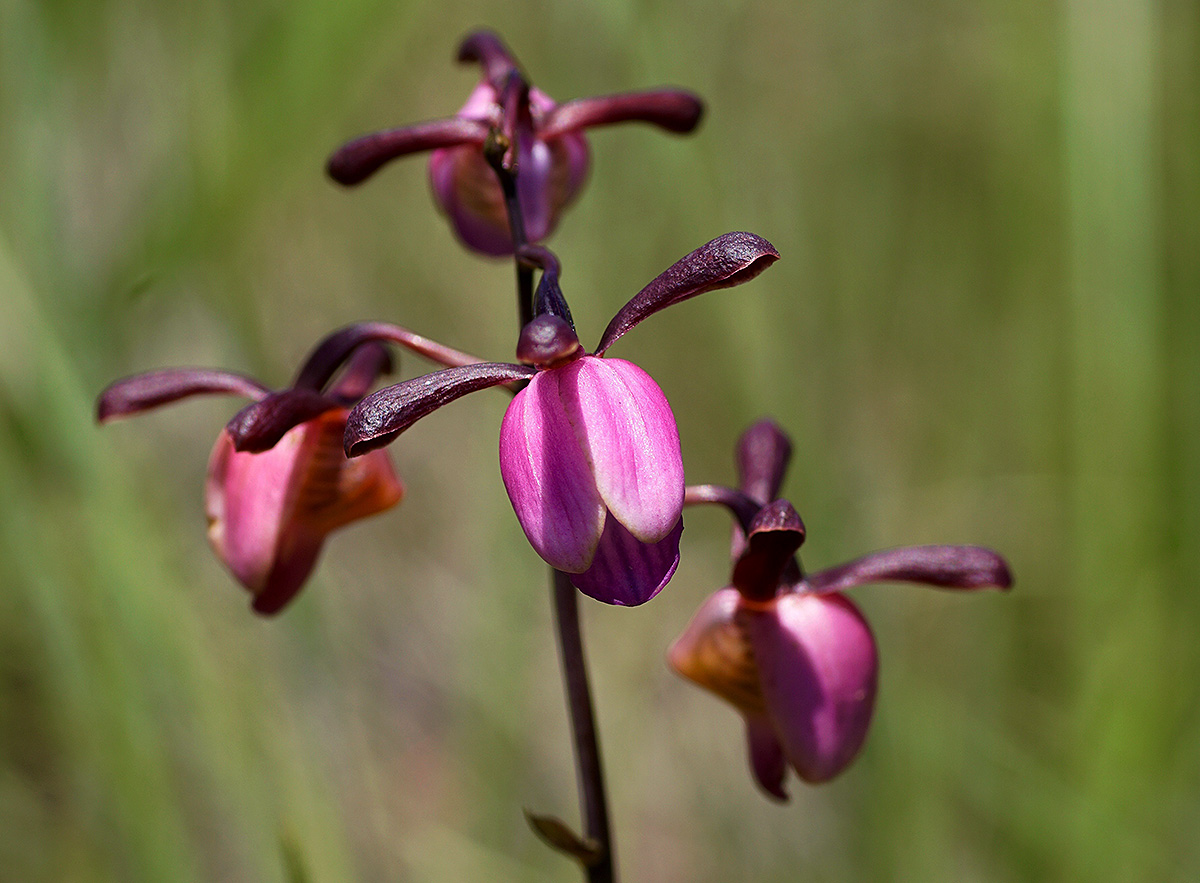 Eulophia coeloglossa Eulophia coeloglossa