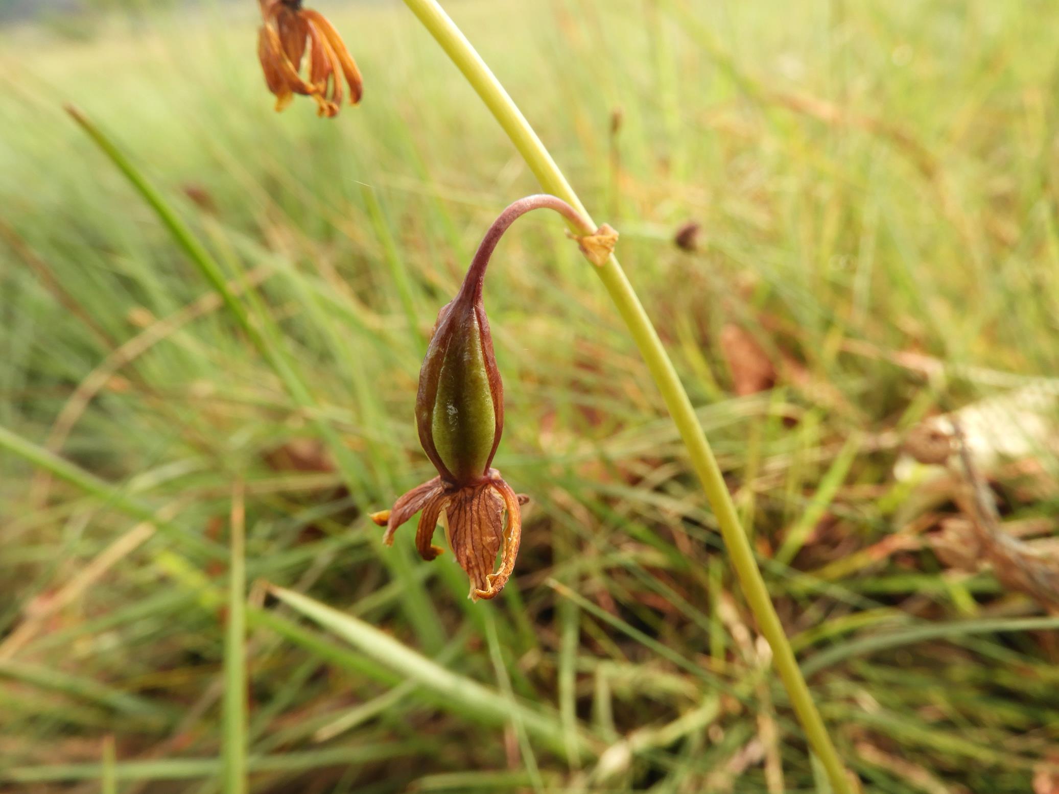Eulophia coeloglossa Eulophia coeloglossa