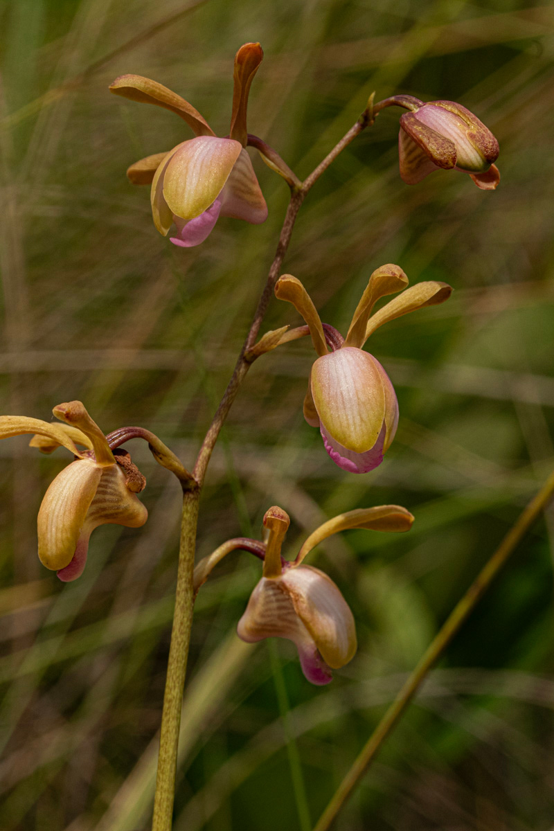 Eulophia coeloglossa Eulophia coeloglossa