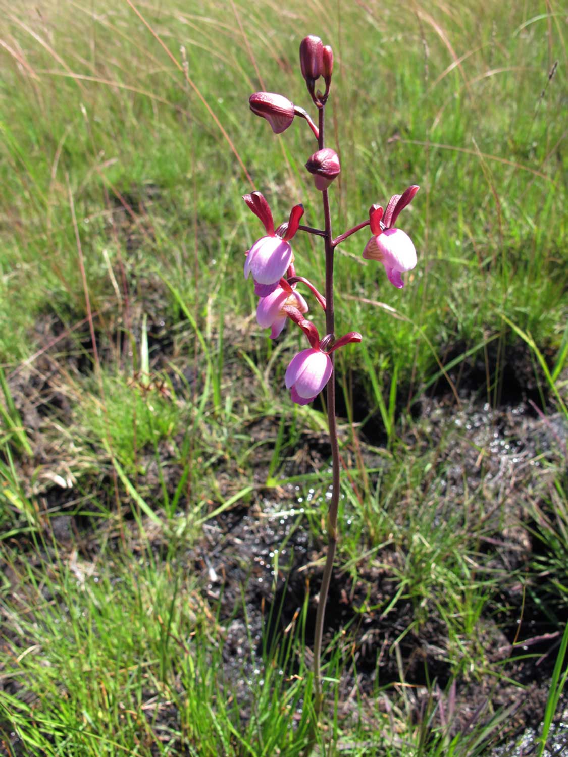 Eulophia coeloglossa Eulophia coeloglossa