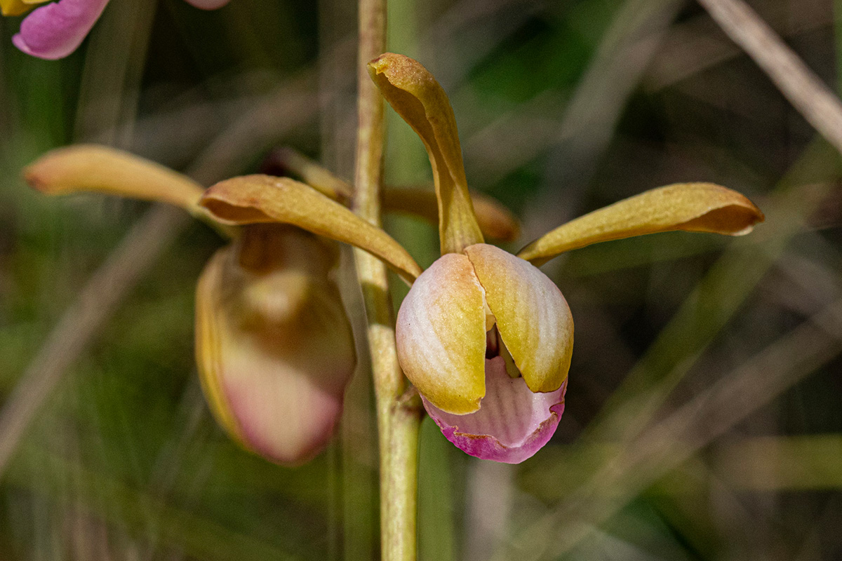 Eulophia coeloglossa Eulophia coeloglossa