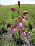 Eulophia coeloglossa