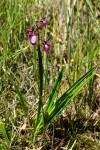 Eulophia coeloglossa