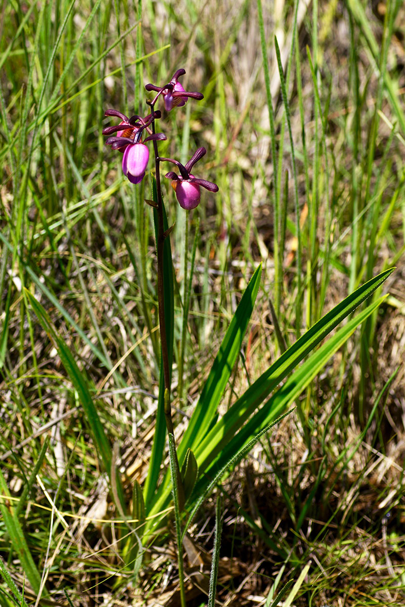 Eulophia coeloglossa Eulophia coeloglossa
