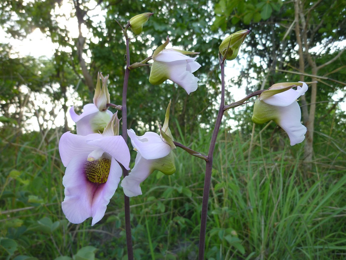 Eulophia cucullata Eulophia cucullata