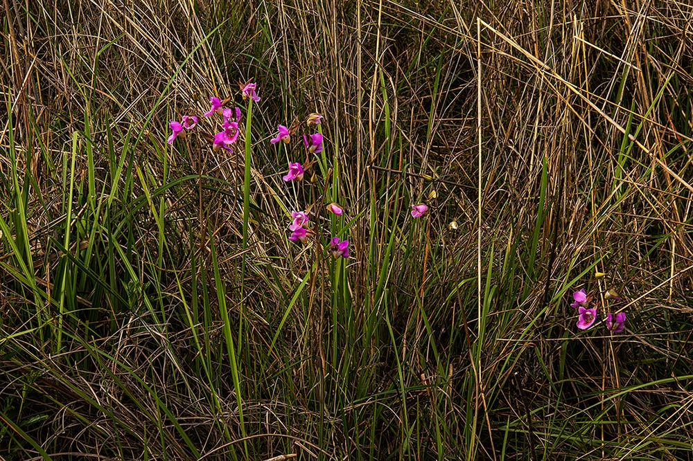 Eulophia cucullata Eulophia cucullata