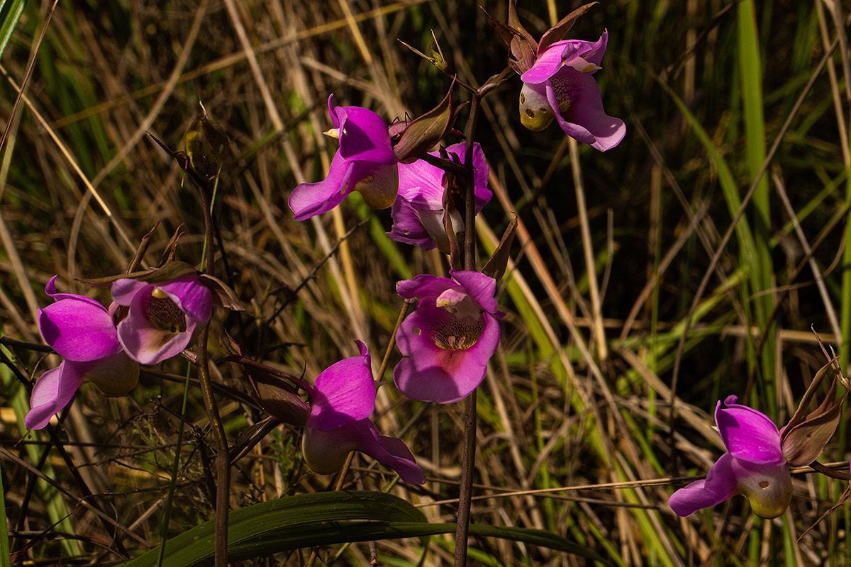 Eulophia cucullata Eulophia cucullata