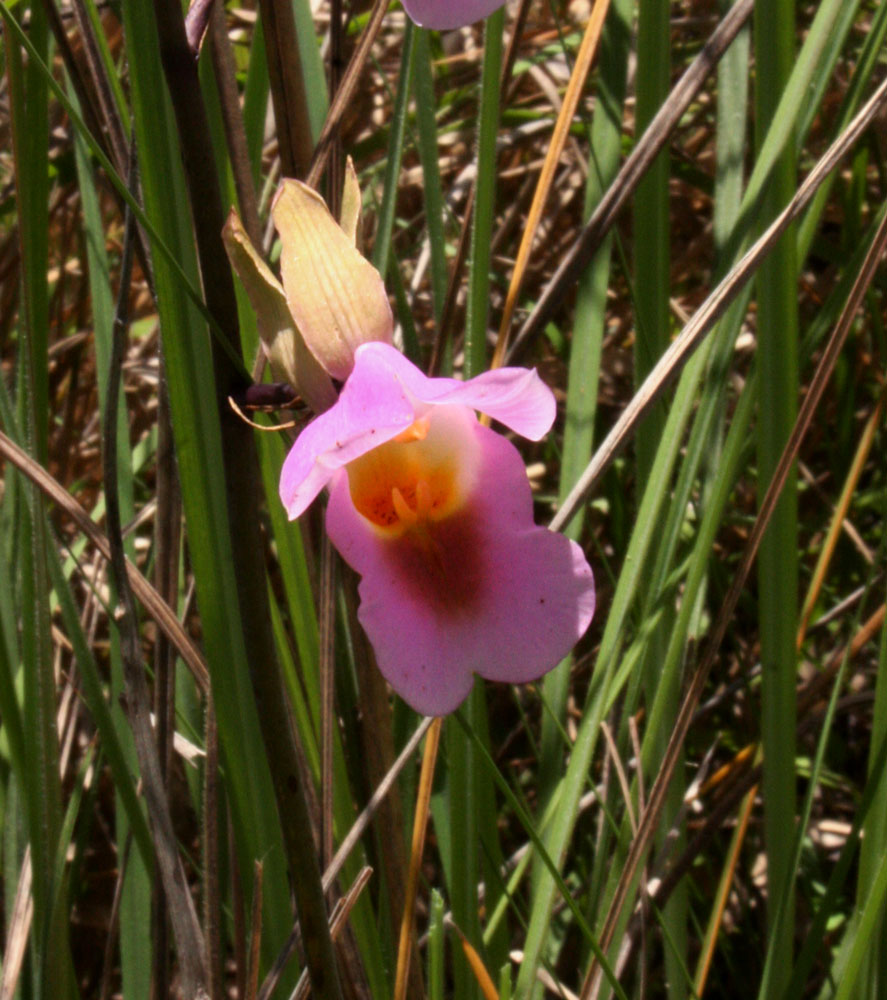 Eulophia cucullata Eulophia cucullata