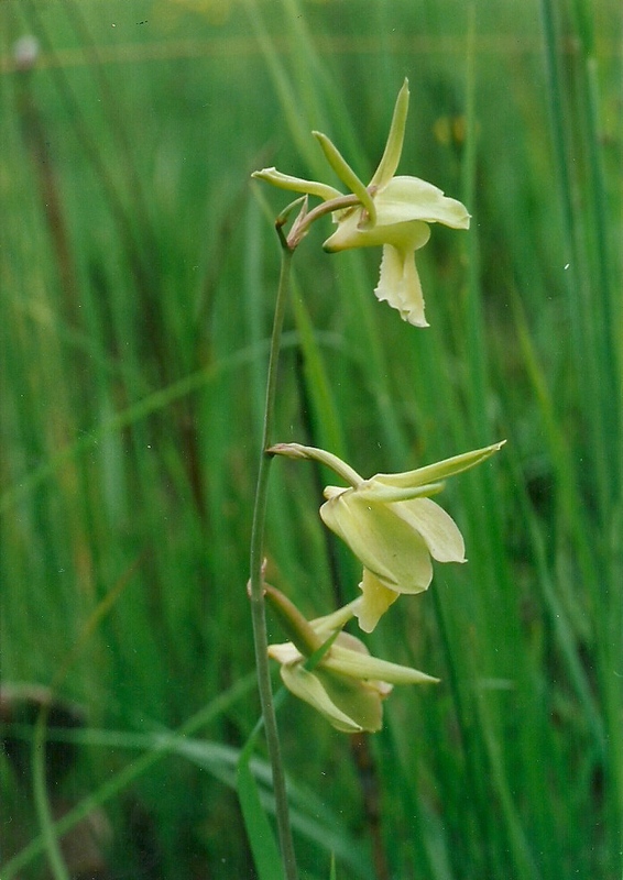 Eulophia flavopurpurea Eulophia flavopurpurea