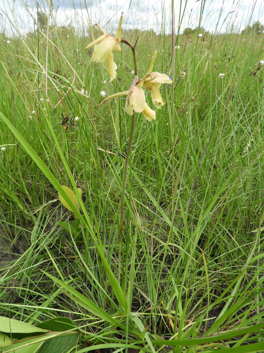 Eulophia flavopurpurea Eulophia flavopurpurea