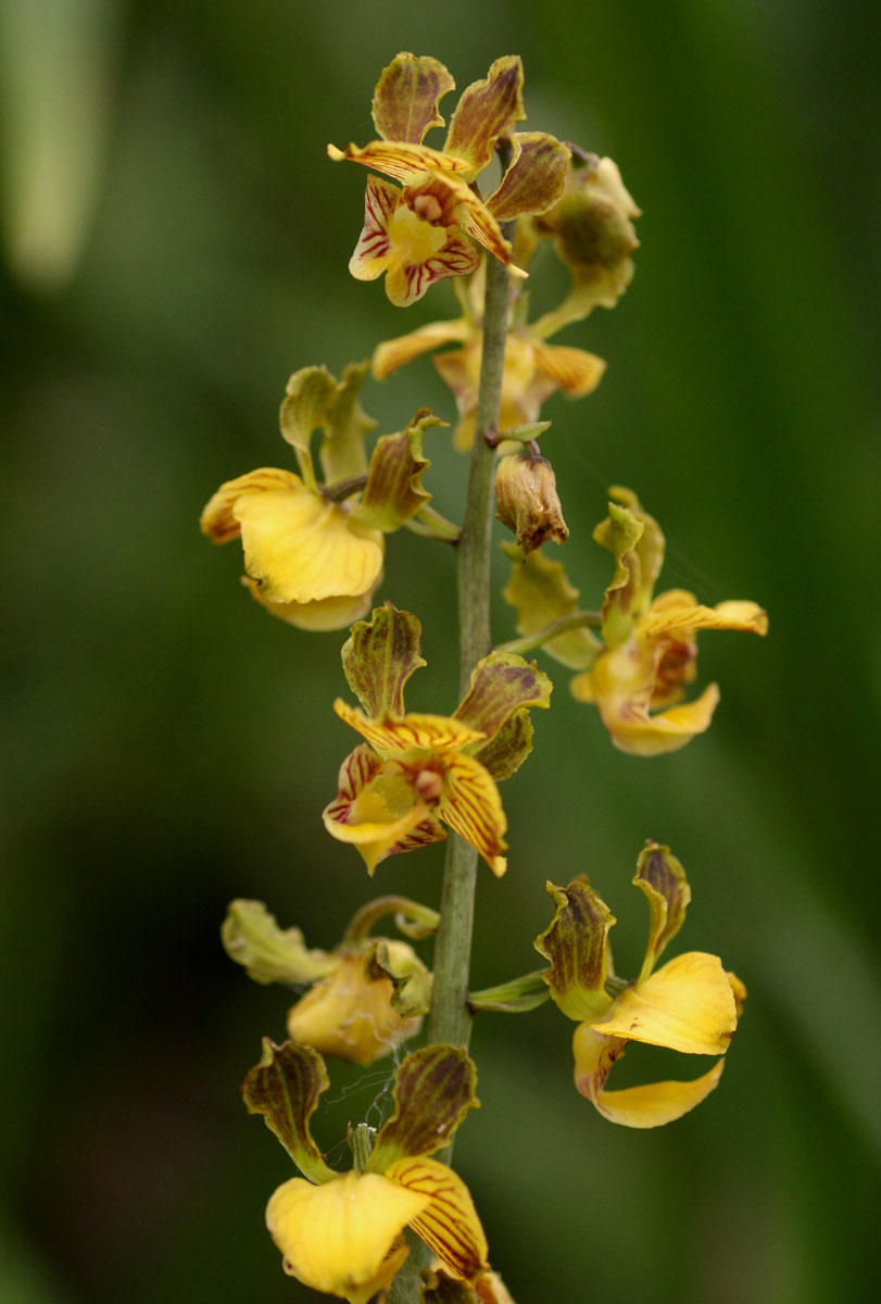 Eulophia fridericii Eulophia fridericii