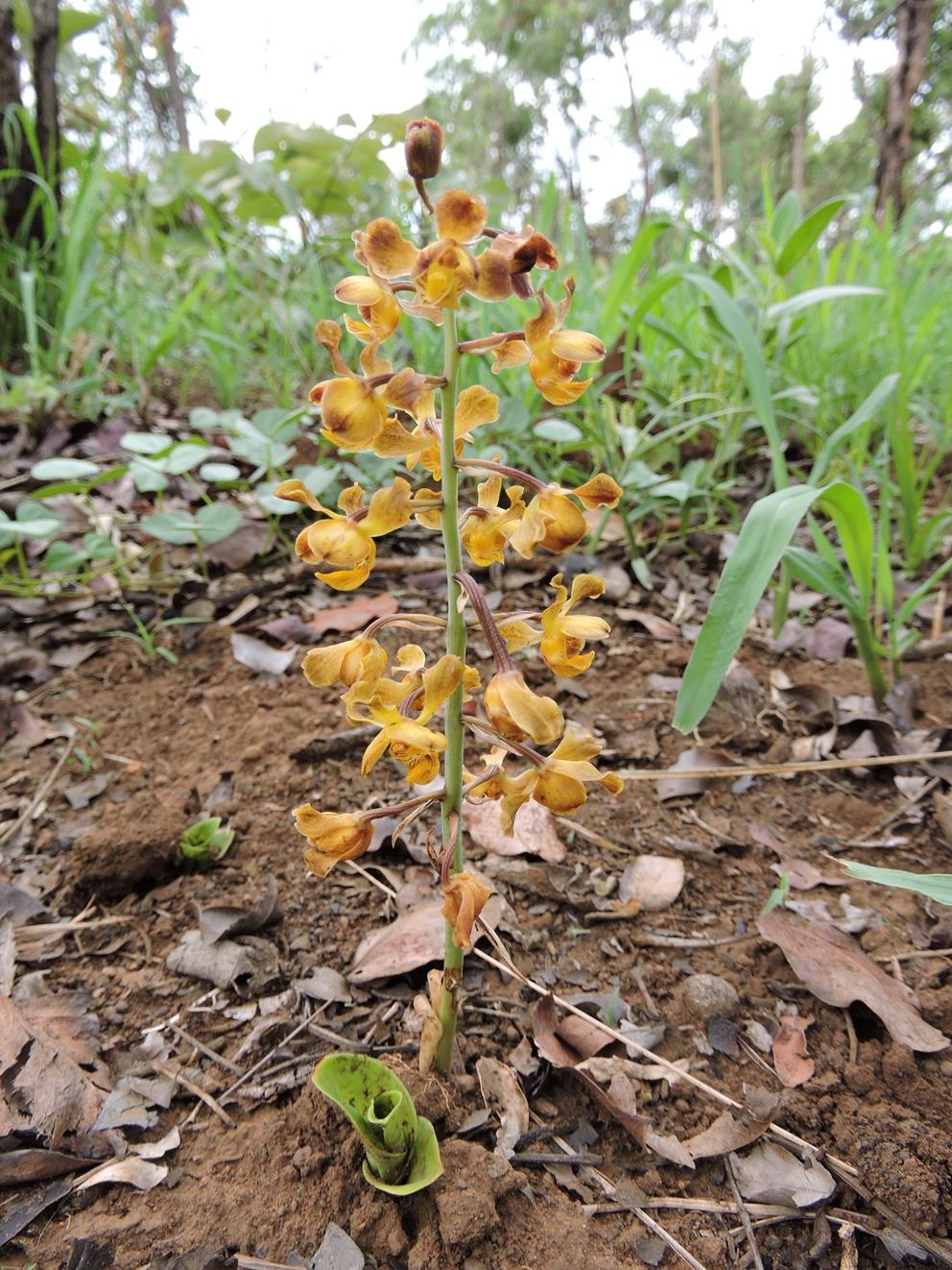 Eulophia fridericii Eulophia fridericii