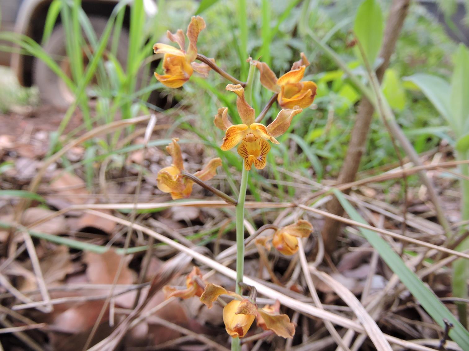 Eulophia fridericii Eulophia fridericii