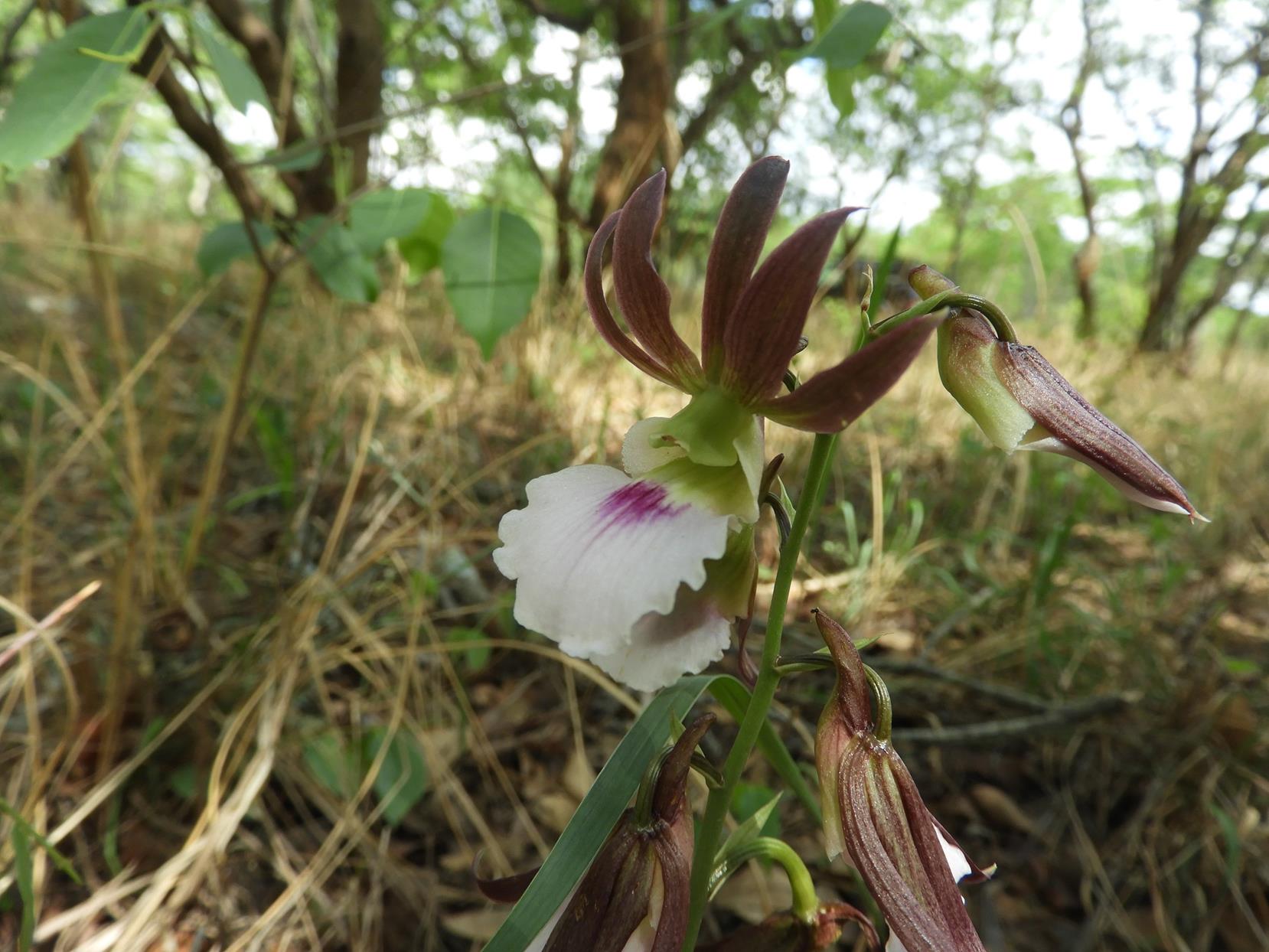 Eulophia guineensis Eulophia guineensis
