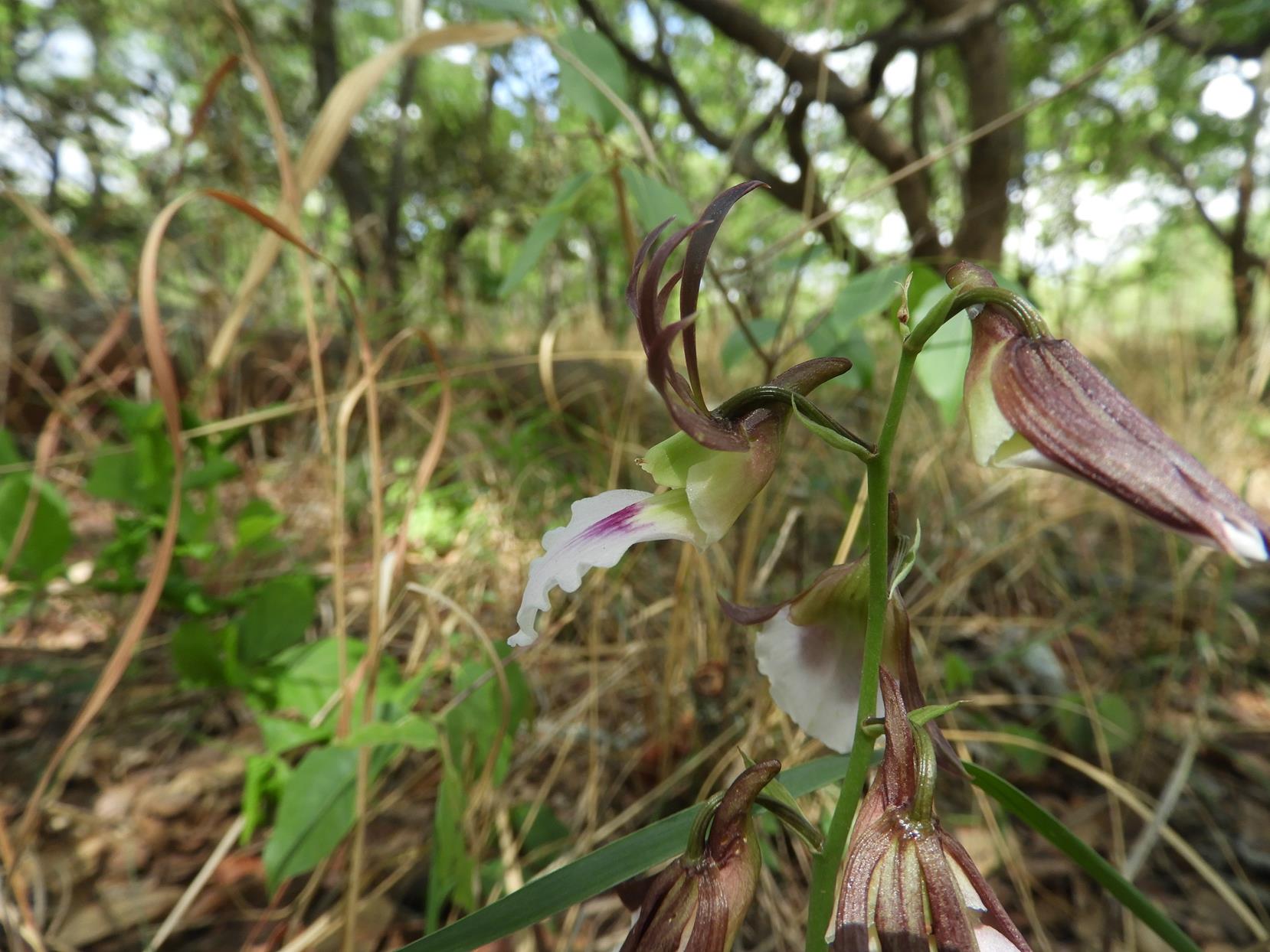 Eulophia guineensis Eulophia guineensis