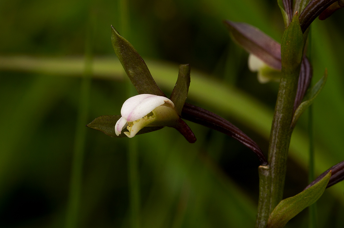 Eulophia hians var. nutans Eulophia hians var. nutans