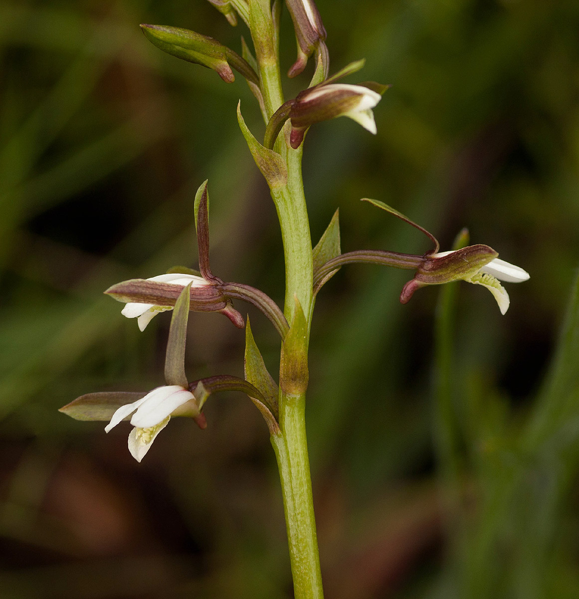 Eulophia hians var. nutans Eulophia hians var. nutans