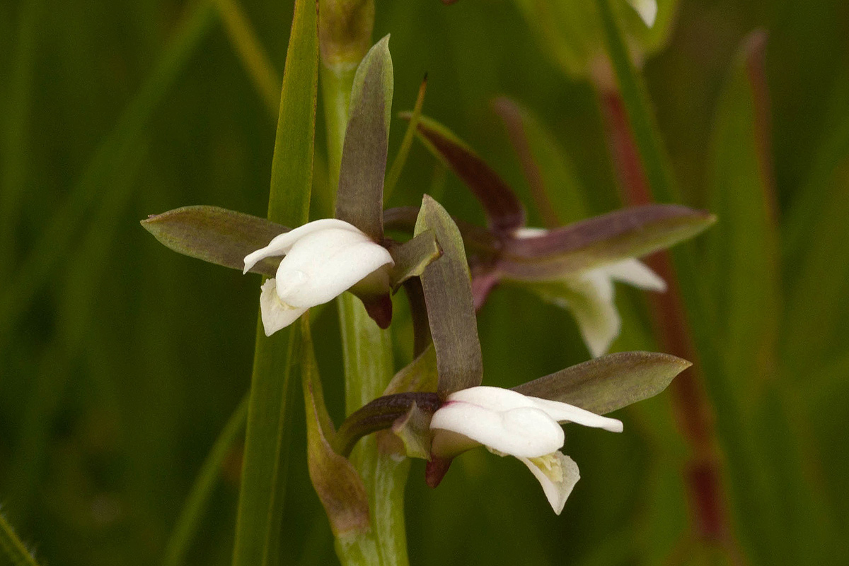 Eulophia hians var. nutans Eulophia hians var. nutans