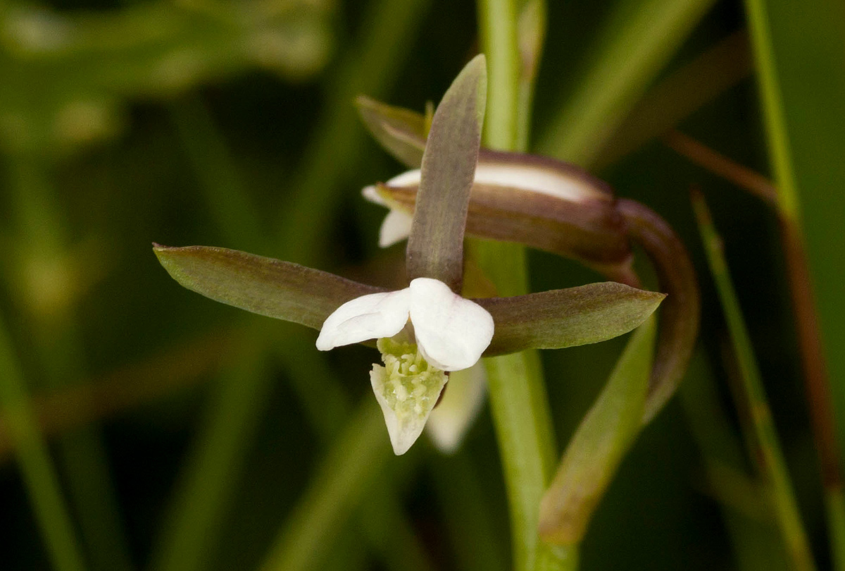 Eulophia hians var. nutans Eulophia hians var. nutans