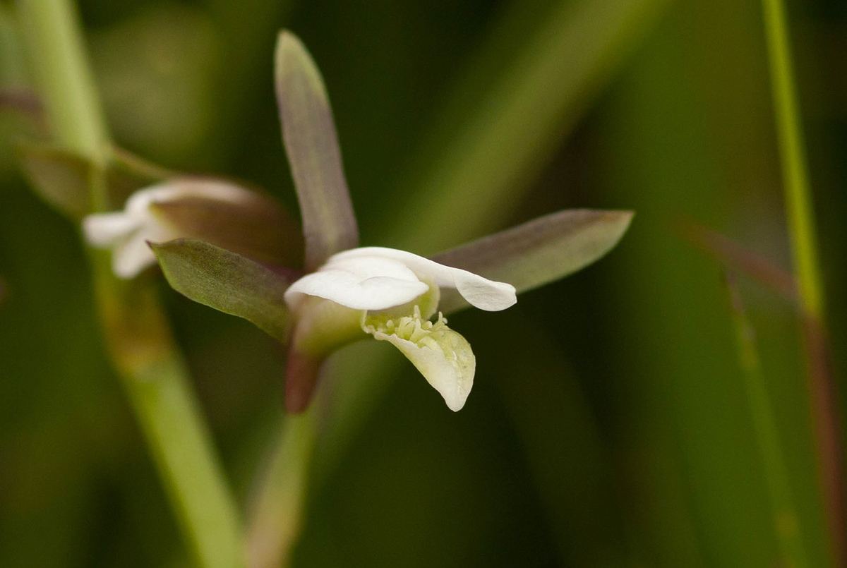 Eulophia hians var. nutans Eulophia hians var. nutans