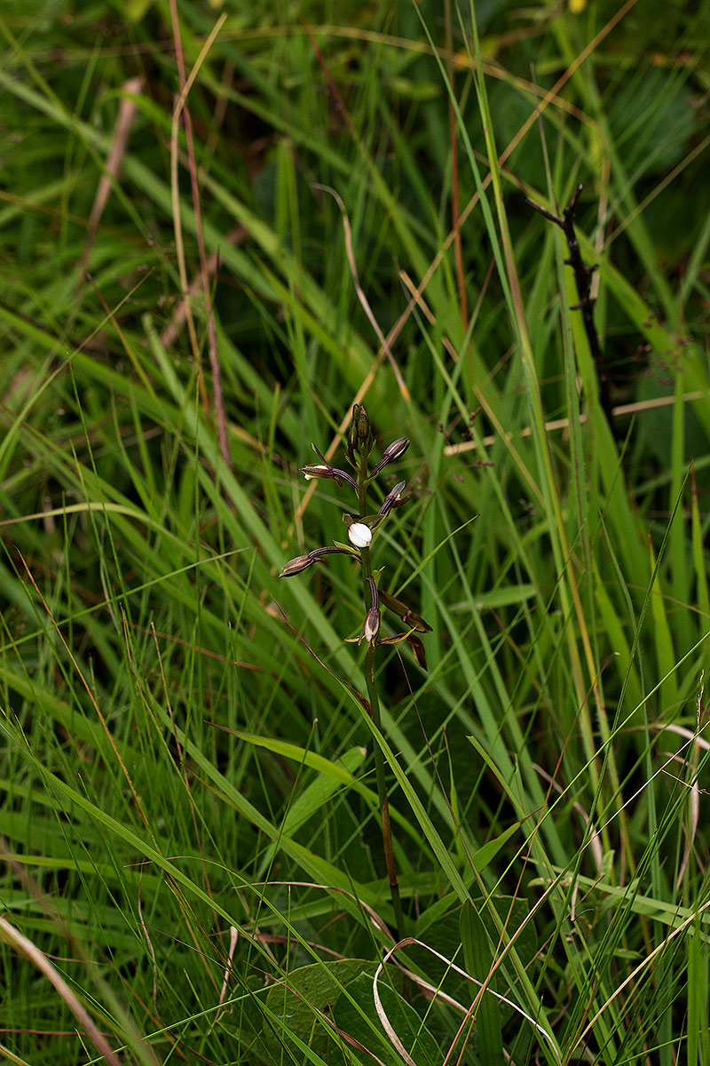 Eulophia hians var. nutans Eulophia hians var. nutans