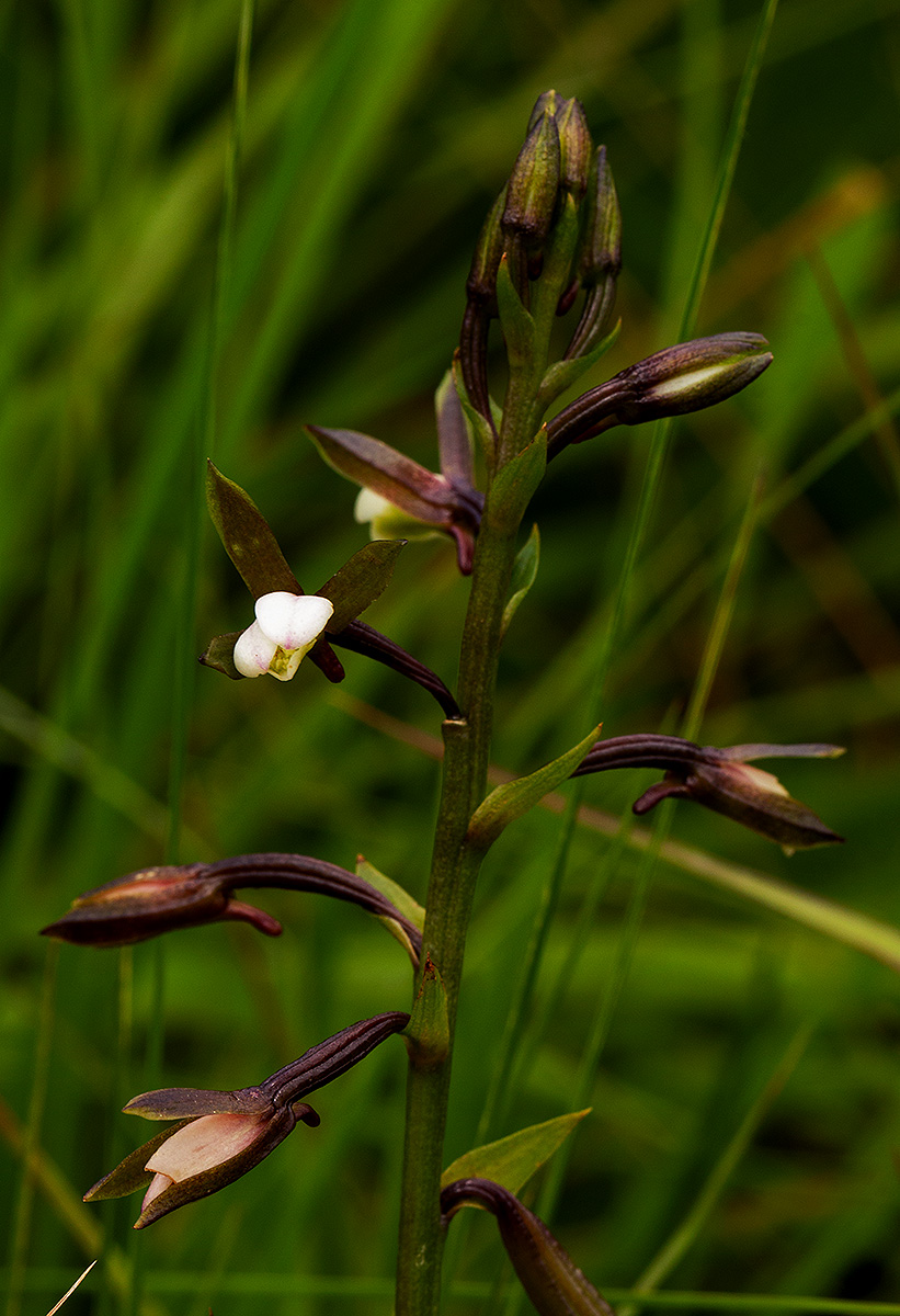 Eulophia hians var. nutans Eulophia hians var. nutans