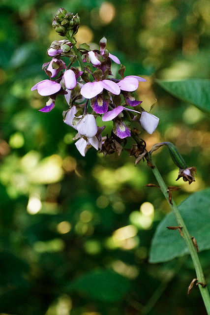 Eulophia horsfallii Eulophia horsfallii