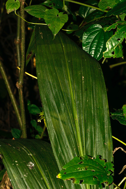 Eulophia horsfallii Eulophia horsfallii