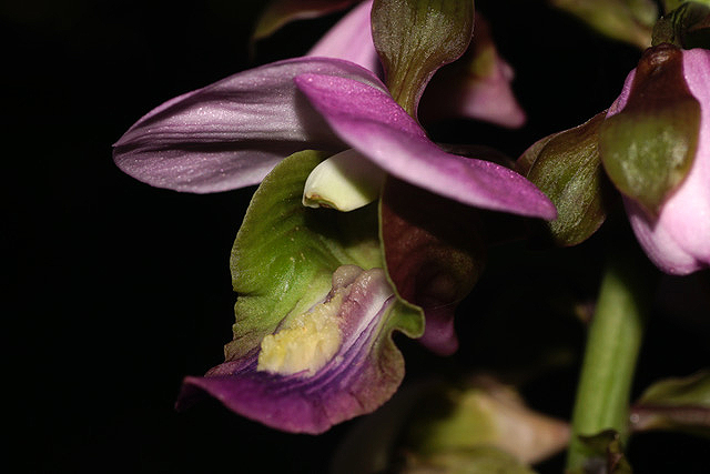 Eulophia horsfallii Eulophia horsfallii
