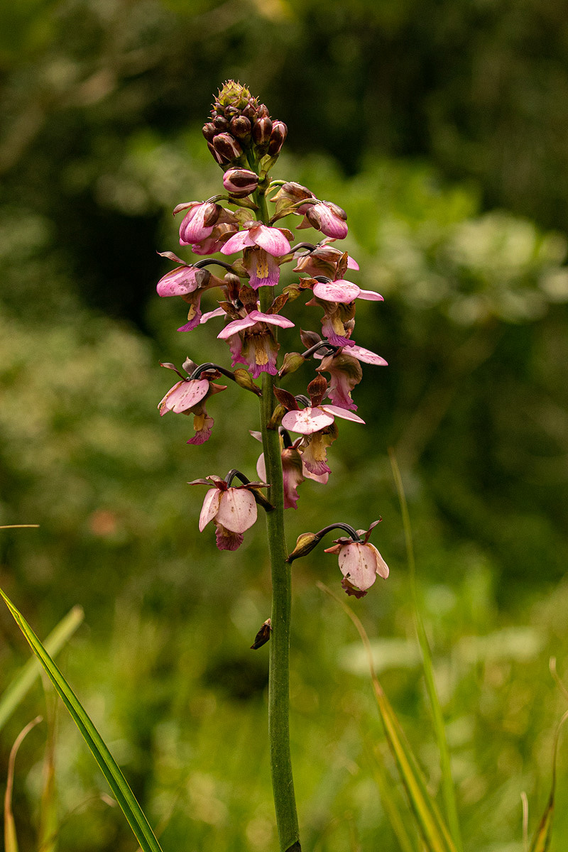 Eulophia horsfallii Eulophia horsfallii