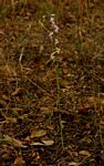 Eulophia livingstoneana